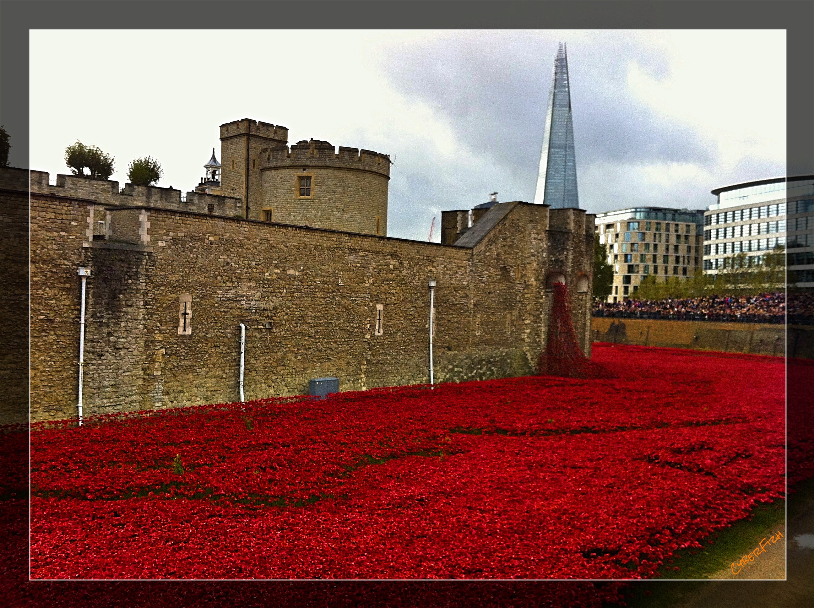 poppies